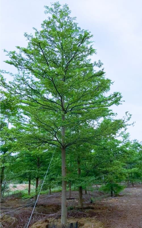 info-block-thumbnail